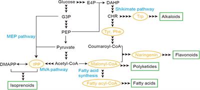 Transcription Factor-Based Biosensor for Dynamic Control in Yeast for Natural Product Synthesis